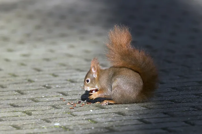 Framed Print : Red Squirrel, Germany, wildlife Framed Print : Red Squirrel, Germany, wildlife