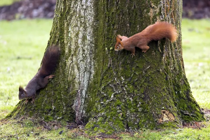 Framed Print : Red Squirrel, Germany, wildlife Framed Print : Red Squirrel, Germany, wildlife