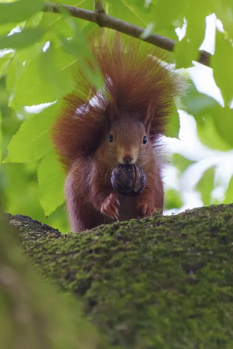 Framed Print : Red squirrel on mossy branch with walnut Framed Print : Red squirrel on mossy branch with walnut