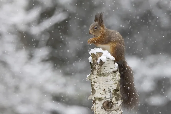 Framed Print : Red squirrel (Sciurus) feeding on a dead birch tree during snowfall