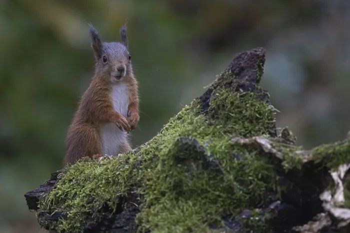 Framed Print : Red squirrel (Sciurus) looking out from behind a rootstock
