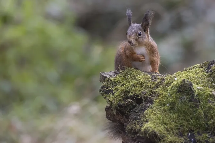 Framed Print : Red squirrel (Sciurus) on rootstock
