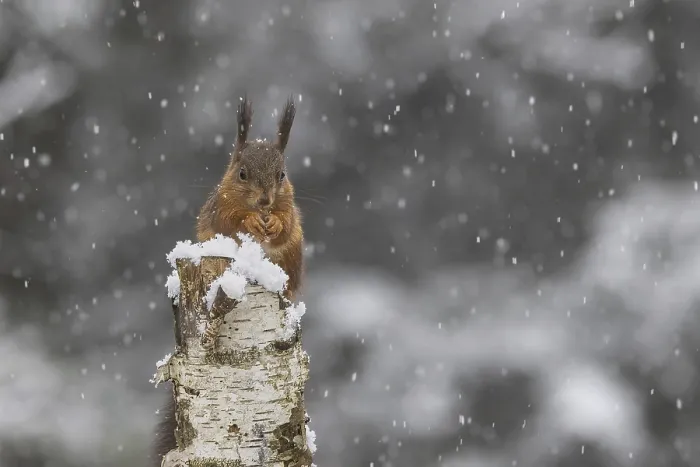 Framed Print : Red squirrel (Sciurus) sitting on a dead birch tree during snowfall