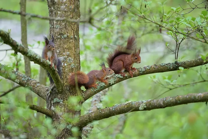 Framed Print : Red Squirrel (Sciurus vulgaris)