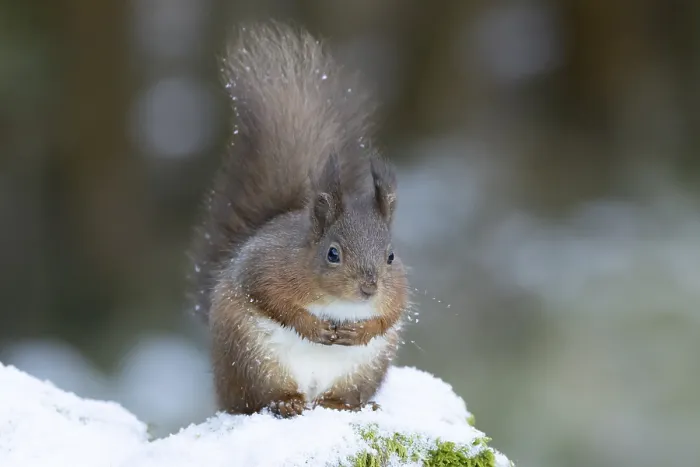Framed Print : Red squirrel (Sciurus vulgaris) adult animal on a snow covered stone wall in winter
