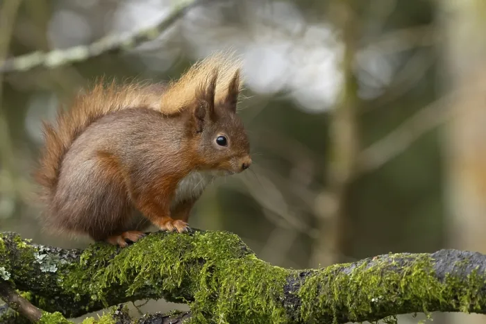 Framed Print : Red squirrel (Sciurus vulgaris) adult animal on a tree branch in a forest