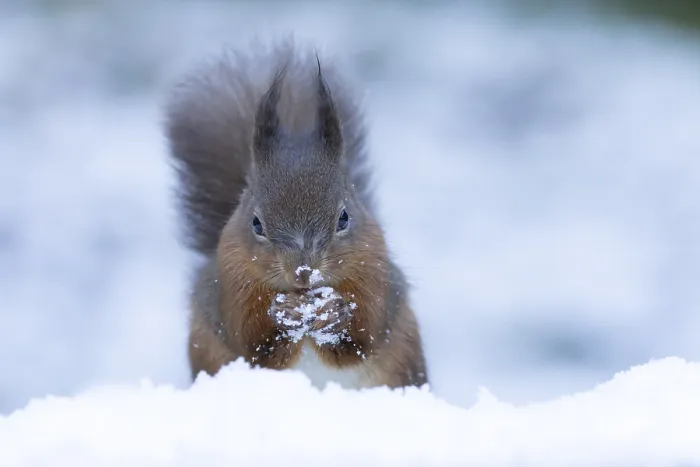 Framed Print : Red squirrel (Sciurus vulgaris) adult mammal eating a nut in snow in winter Framed Print : Red squirrel (Sciurus vulgaris) adult mammal eating a nut in snow in winter