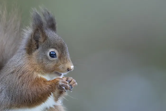 Framed Print : Red squirrel (Sciurus vulgaris) adult mammal eating a nut in winter Framed Print : Red squirrel (Sciurus vulgaris) adult mammal eating a nut in winter