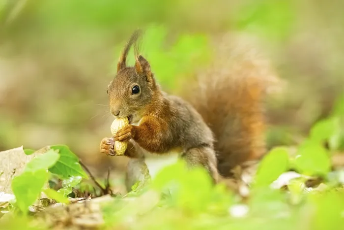 Framed Print : Red squirrel (Sciurus vulgaris) in a forest Framed Print : Red squirrel (Sciurus vulgaris) in a forest