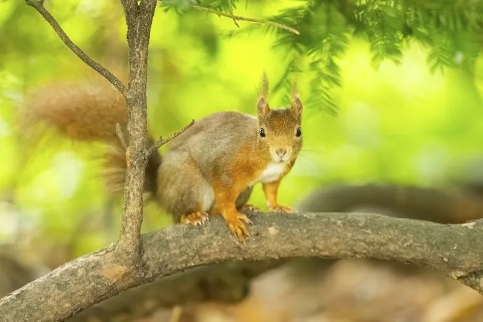 Framed Print : Red squirrel (Sciurus vulgaris) in a forest Framed Print : Red squirrel (Sciurus vulgaris) in a forest