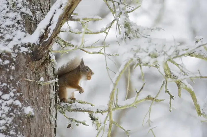 Framed Print : Red squirrel (Sciurus vulgaris) on Scots pine tree in snow Framed Print : Red squirrel (Sciurus vulgaris) on Scots pine tree in snow