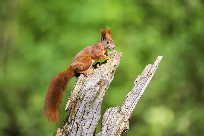 Framed Print : Red squirrel (Sciurus vulgaris) sitting on an old wrotten tree trunk in a forest