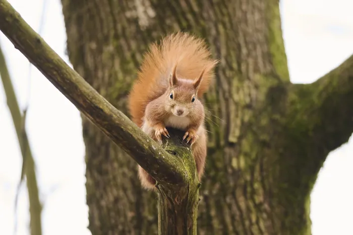 Framed Print : Red squirrel (Sciurus vulgaris) on a tree Framed Print : Red squirrel (Sciurus vulgaris) on a tree