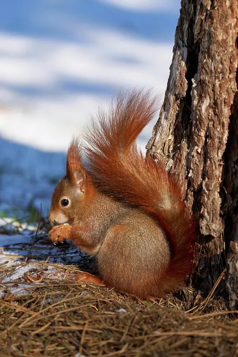 Framed Print : Red Squirrel (Sciurus vulgaris), in winter Framed Print : Red Squirrel (Sciurus vulgaris), in winter