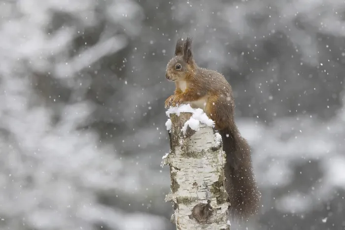 Framed Print : Red squirrel in snowfall on dead birch Framed Print : Red squirrel in snowfall on dead birch