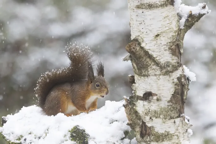 Framed Print : Red squirrel in snowfall on a snowy rootstock Framed Print : Red squirrel in snowfall on a snowy rootstock