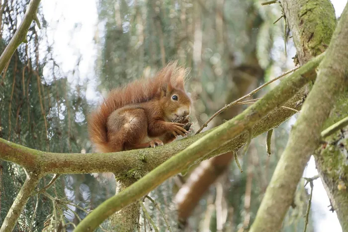 Framed Print : Red squirrel on a tree. Bad Salzschlirf Framed Print : Red squirrel on a tree. Bad Salzschlirf