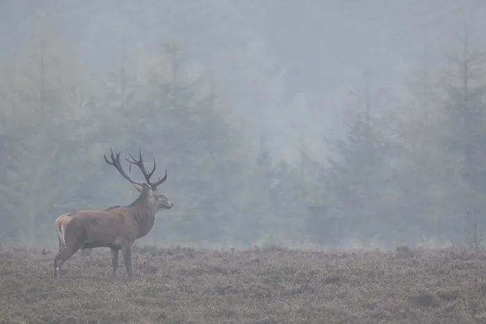 Framed Print : The Red stag stands relaxed on the heath and sometimes he starts to browse