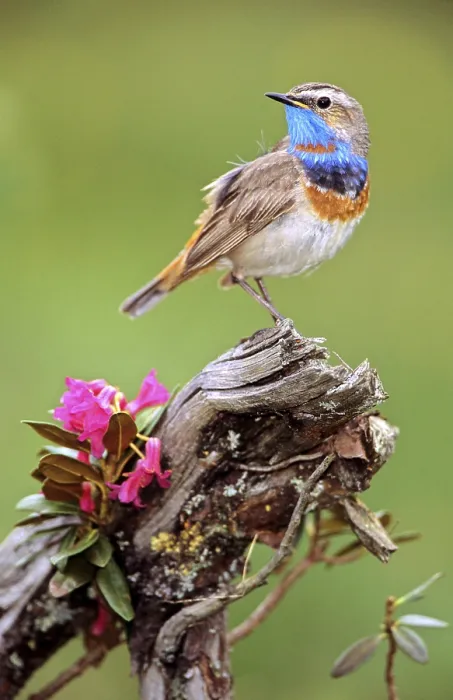 Framed Print : Red star bluethroat sitting room Framed Print : Red star bluethroat sitting room