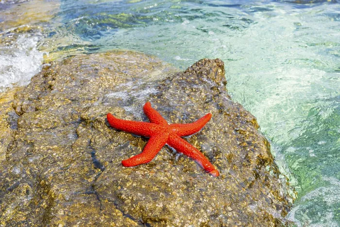 Framed Print : Red Starfish (Echinaster sepositus) Framed Print : Red Starfish (Echinaster sepositus)
