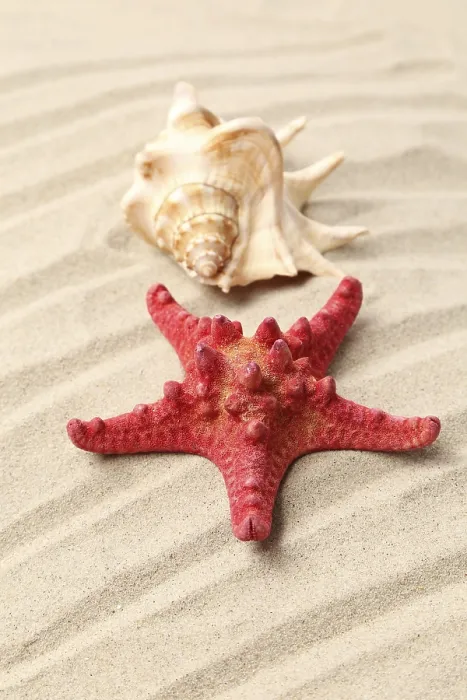 Framed Print : Red starfish and shell on sandy background Framed Print : Red starfish and shell on sandy background