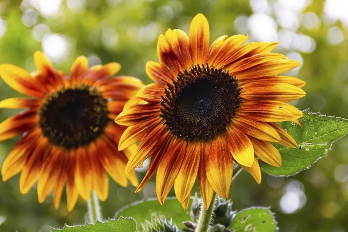 Framed Print : Red sunflowers on the plant in spring