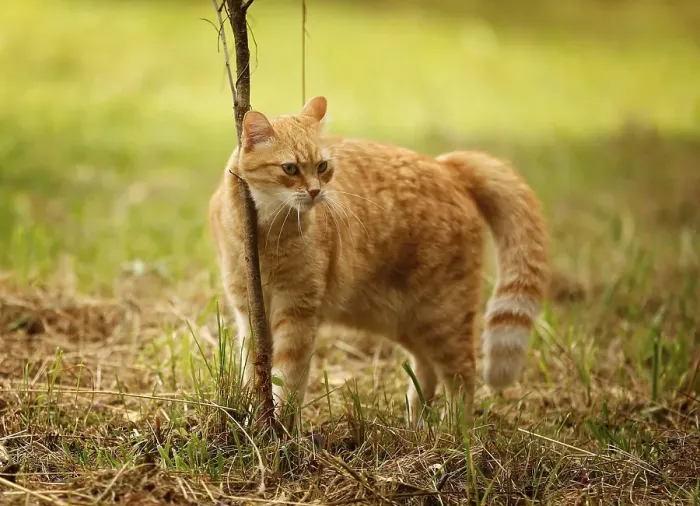 Framed Print : Red tabby cat rubbing itself against a bush on a meadow Framed Print : Red tabby cat rubbing itself against a bush on a meadow