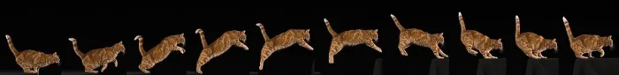 Framed Print : Red Tabby Domestic Cat, Adult Leaping against Black Background