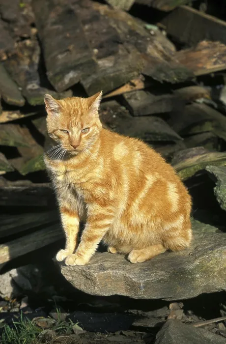 Framed Print : RED TABBY DOMESTIC CAT, ADULT SITTING ON STONE