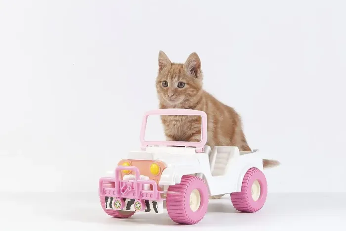 Framed Print : Red Tabby Domestic Cat, Kitten playing with Car Toy against White Background