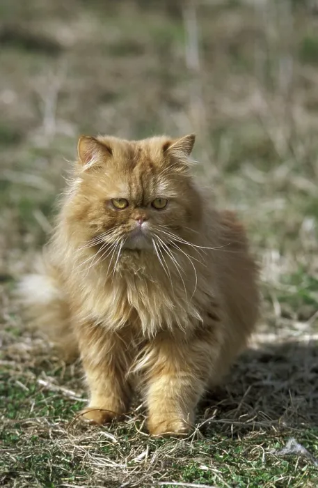 Framed Print : Red tabby Persian domestic cat, adult on grass Framed Print : Red tabby Persian domestic cat, adult on grass