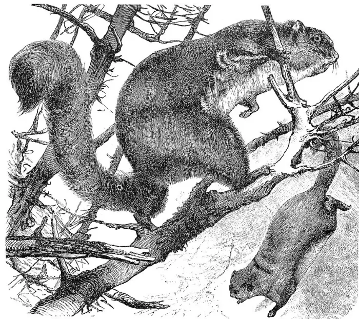 Framed Print : Red Taguan, Pteromys nitidus, Historical Framed Print : Red Taguan, Pteromys nitidus, Historical