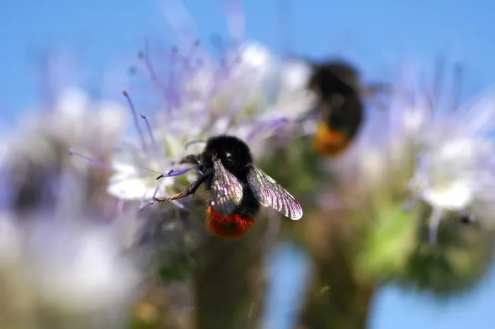Framed Print : A red-tailed bumble bee sitting on a Phacelia
