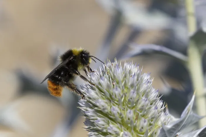 Framed Print : Red tailed bumblebee (Bombus lapidarius) adult bee insect feeding on Sea holly flowers in summer