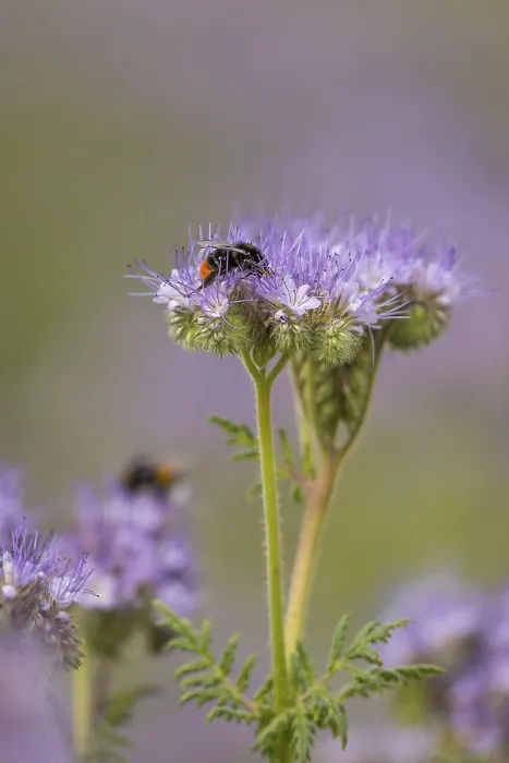 Framed Print : Red-tailed bumblebee (Bombus lapidarius) worker feeding on nectar from Scorpionweed (Phacelia tanacetifolia) flowers