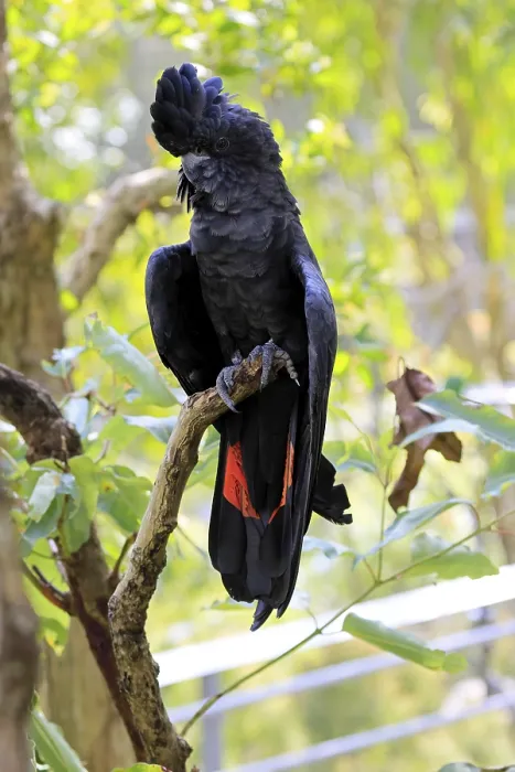 Framed Print : Red-tailed Cockatoo (Calyptorhynchus banksii)