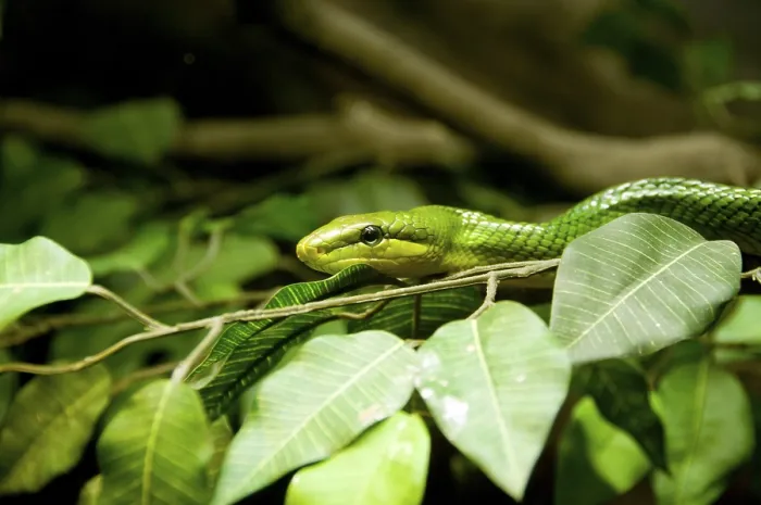 Framed Print : The red-tailed green ratsnake (Gonyosoma oxycephalum)