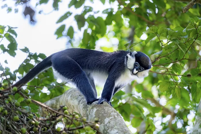 Framed Print : Red-tailed guenon or Congo white-nosed guenon (Cercopithecus ascanius schmidti)