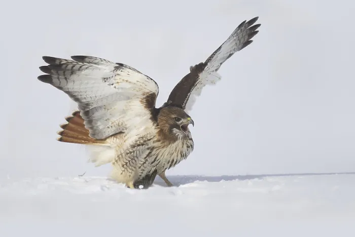 Framed Print : Red-tailed Hawk (Buteo jamaicensis)