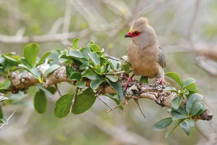 Framed Print : Red-tailed Mousebird, (Urocolius indicus)
