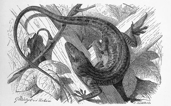 Framed Print : Red-throated anole (Anolis carolinensis)
