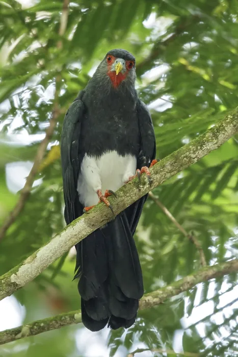 Framed Print : Red-throated Caracara (Ibycter americanus) perched on a branch in the rainforest of Guyana