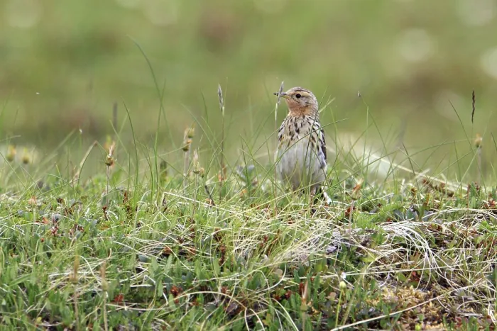 Framed Print : Red-throated pipit recorded on the Varanger peninsula in Northern Norway near Vardo