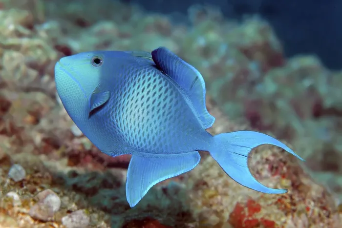 Framed Print : Red-toothed triggerfish or blue triggerfish (Odonus niger)