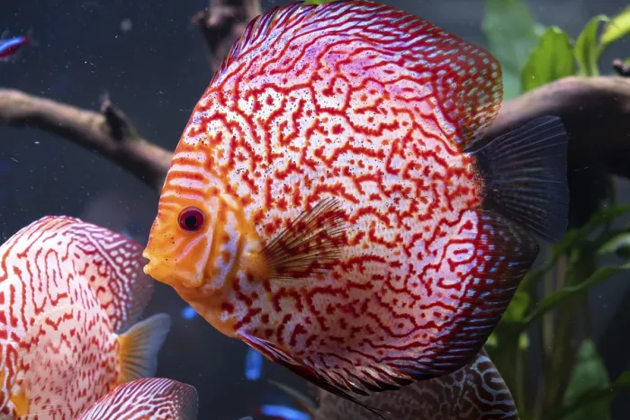 Framed Print : Red tropical discus fish (Symphysodon) in fishtank