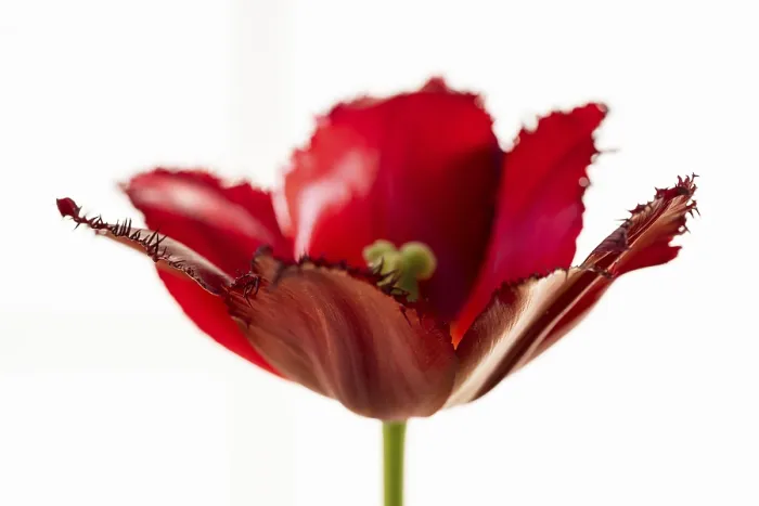 Framed Print : Red tulip (Tulipa) with jagged leaves in front of a white wall Framed Print : Red tulip (Tulipa) with jagged leaves in front of a white wall