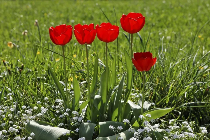 Framed Print : Red tulips Framed Print : Red tulips