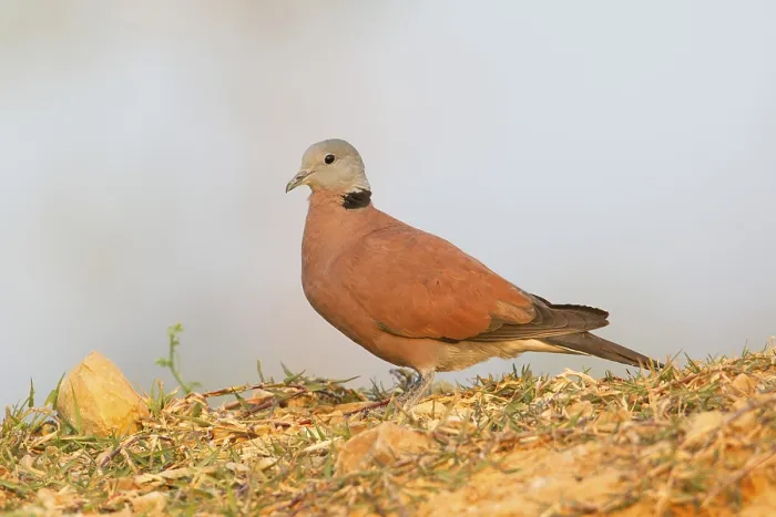 Framed Print : Red Turtle Dove (Streptopelia tranquebarica) male