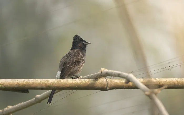 Framed Print : A Red-vented Bulbul (Pycnonotus cafer) on a tree branch