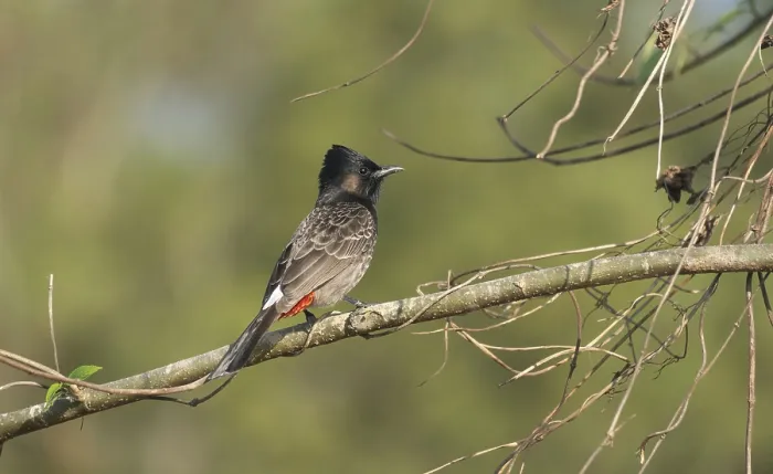 Framed Print : A Red-vented Bulbul (Pycnonotus cafer) on a tree branch